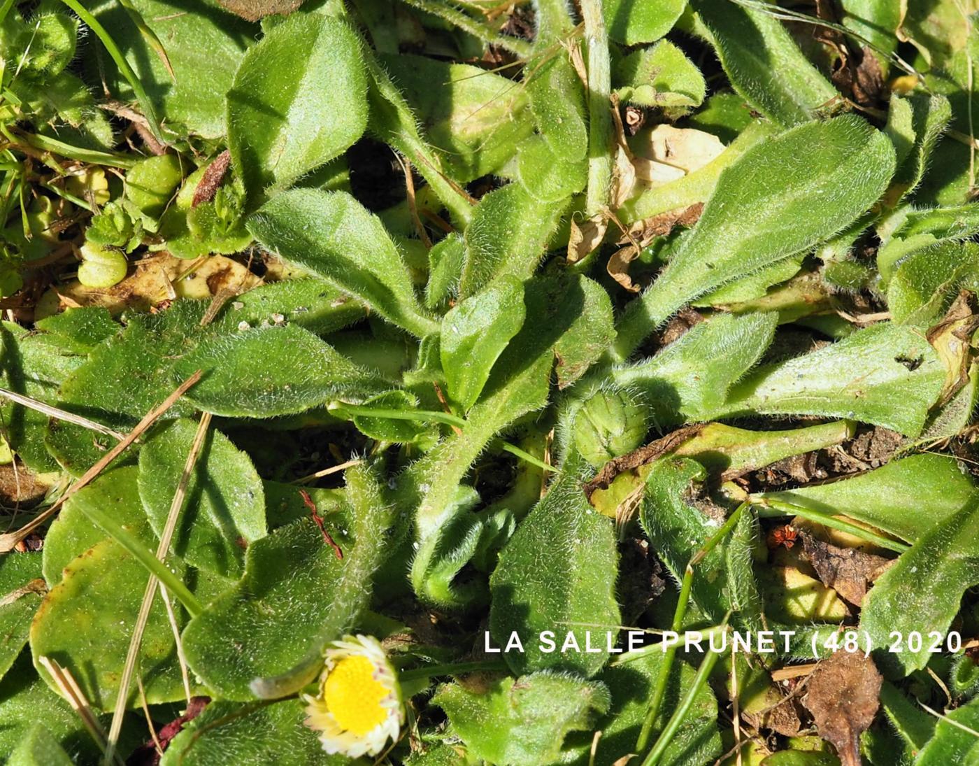 Daisy leaf